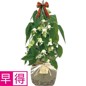 y~̑̑zZgt[g~炫N}`XuAXGVXvc[dāiSUSTEEtj