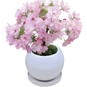 �y�~�̑�����́z�t���[�����E�v���_�N�c�e�[�u���~�́u���R���v