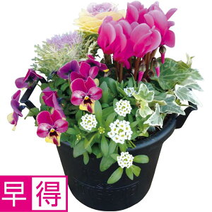 y~̑̑zԂ̊C~̊񂹐AuWinter GardenviSUSTEEtj