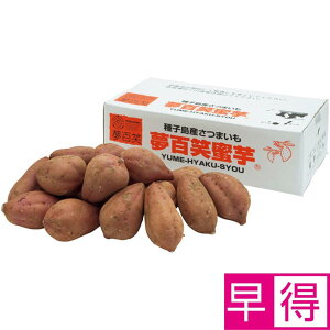 y~̑̑zYq S[5kg