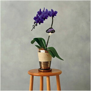 �y�~�̑�����́z�Ό��Y�ƌӒ����uBLUE GENE�i�u���[�W�[���j�v�iSUSTEE�t�j1�{��