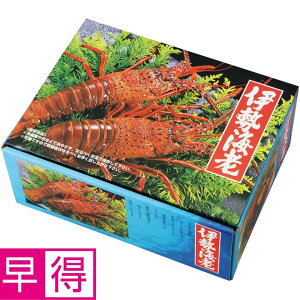 y~̑̑z}\YOdulY ɐCV2 700gȏ