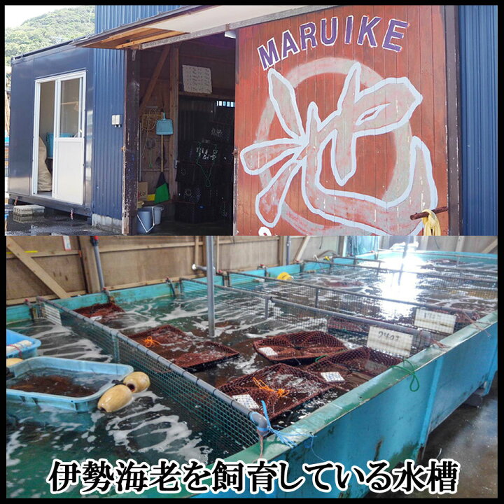 楽天市場】【伊勢志摩産直市場】伊勢志摩産 活伊勢海老 2匹~3匹 500g 