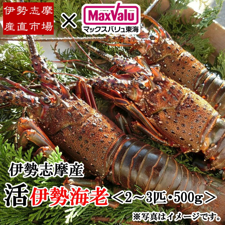 楽天市場】【伊勢志摩産直市場】伊勢志摩産 活伊勢海老 2匹~3匹 500g 