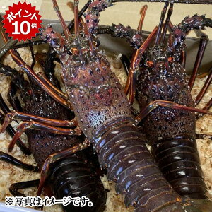 ��12/20 23:59�܂Ń|�C���g10�{���y�ɐ��u���Y���s��z�ɐ��u���Y ���ɐ��C�V2�C~3�C 500g���� ���G�r ���C�V �� �ɐ����� �ɐ��G�r �����H�� ���� �G�r �C�V �����G�r �C�N�M�t�g �����C�V �H��