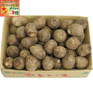 |Cg3{Gg[ōX+10{!!y~̑́zR`Yǂꗢ