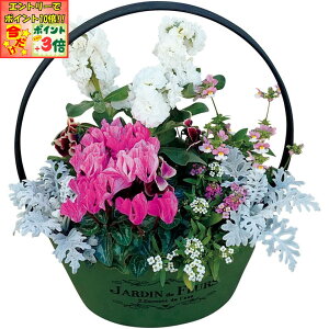 |Cg3{Gg[ōX+10{!!y~̑́zԂ̊C~̊񂹐AuSnow ColorviSUSTEEtj