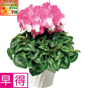 |Cg3{Gg[ōX+10{!!y~̑̑z^JnVve[VVN6ut[W[WvlIsNiSUSTEEtj