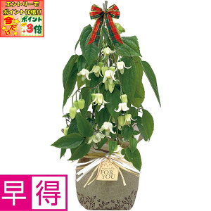 |Cg3{Gg[ōX+10{!!y~̑̑zZgt[g~炫N}`XuAXGVXvc[dāiSUSTEEtj