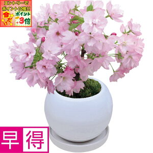 |Cg3{Gg[ōX+10{!!y~̑̑zt[Ev_Nce[u~́uRv