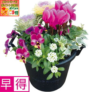 |Cg3{Gg[ōX+10{!!y~̑̑zԂ̊C~̊񂹐AuWinter GardenviSUSTEEtj