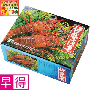 |Cg3{Gg[ōX+10{!!y~̑̑z}\YOdulY ɐCV2 700gȏ