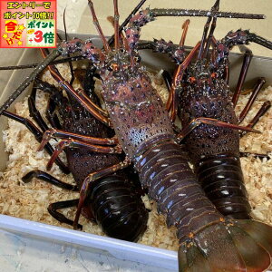 |Cg3{Gg[ōX+10{!!yɐuYszɐuY ɐCV3C`5C (1000g)