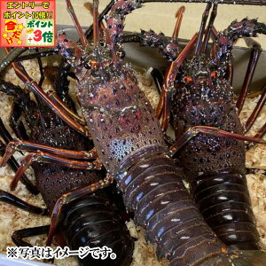 |Cg3{Gg[ōX+10{!!yɐuYszɐuY ⓀɐCViMpj 3C`5C(1000g)