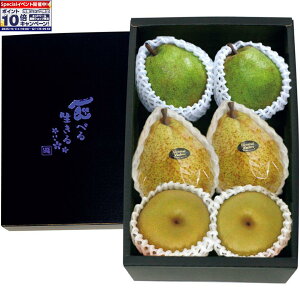 Gg[Ń|Cg10{y~̑́ẑ݂ʁEmȂ2Ƙalia2AEtX2A[lEN[N2j