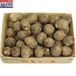 Gg[Ń|Cg10{y~̑́zR`Yǂꗢ