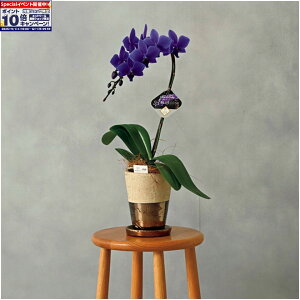 Gg[Ń|Cg10{y~̑́zΌYƌӒuBLUE GENEiu[W[jviSUSTEEtj1{