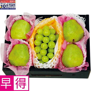 Gg[Ń|Cg10{y~̑̑zR`YVC}XJbgƃEtXliVC}XJbg1[AEtX4`5j