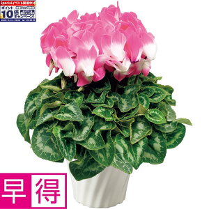 Gg[Ń|Cg10{y~̑̑z^JnVve[VVN6ut[W[WvlIsNiSUSTEEtj