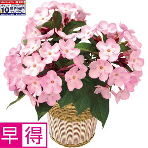 Gg[Ń|Cg10{y~̑̑zo≀|ɂuCOCOviSUSTEEtj