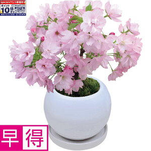 Gg[Ń|Cg10{y~̑̑zt[Ev_Nce[u~́uRv