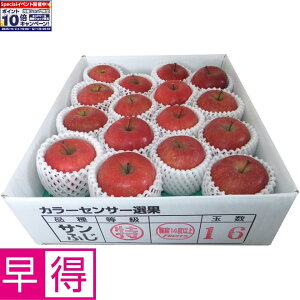 Gg[Ń|Cg10{y~̑̑zXYxIʁETӂ4kg