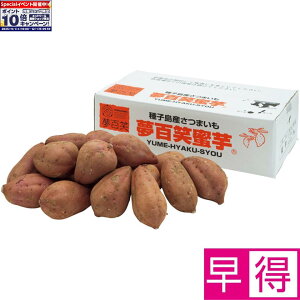 Gg[Ń|Cg10{y~̑̑zYq S[5kg