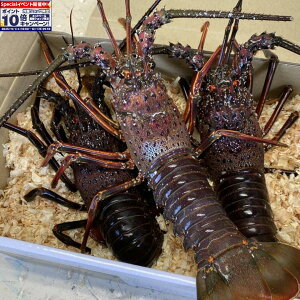 Gg[Ń|Cg10{yɐuYszɐuY ɐCV3C`5C (1000g)