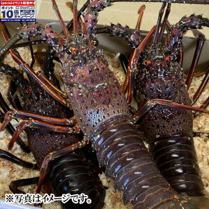 Gg[Ń|Cg10{yɐuYszɐuY ⓀɐCViMpj 2C`3C(500g)