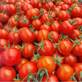 【イノチオ】野菜で元気！ミニトマト_1.8kg