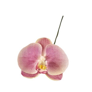 y z Winward  ԍ A~[t@m O[vI[bLbh A[eBtBVt[ Ӓ t@m FW090184-112