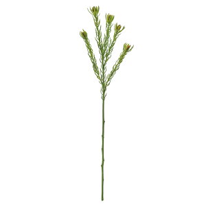 yz MAGIQ  ԍ Ch[Jfh O[ A[eBtBVt[ Cht[ gsJt[ FM002740-024