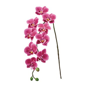 yz MAGIQ  ԍ Ait@m I[Lbh A[eBtBVt[ I[Lbh  FM000504-012yi A[gt[z