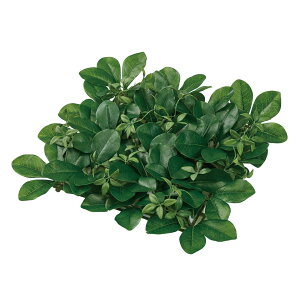 yz MAGIQ  ԍ VFt}bg O[ A[eBtBVt[ O[}bg FG001087ytFCNO[ A[gt[ ԍށz