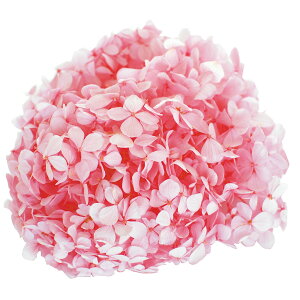 y zt[Go[ AfXAWTC xCr[sN vU[uht[ FL000291-007 20g zԁyvU[uht[ ԍ  z ͂Ȃ Ԃтz