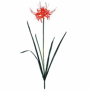 y zMAGIQ ֎썹 bh A[eBtBVt[  FM008392 ފ݉