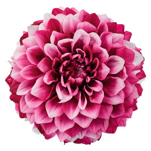 �y������ �����z�v���U�[�u�h�t�����[ �ԍ� �_���A�E�O���C�X�i�O���f�[�V�����j �f�B�[�v���r�[ DO004685-251