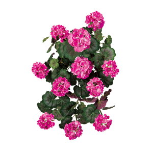 yz MAGIQ  ԍ Z[Y[jEubV I[Lbh A[eBtBVt[ [jE FM005536-012yi A[gt[z