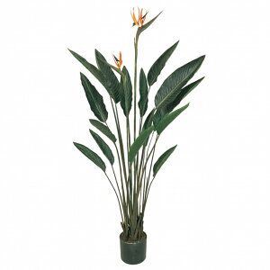 yz MAGIQ   ԍ Xg`Avg IWO[ ϗtA tFCNO[ A[eBtBVt[ FG007416 y^ցz yi A[gt[ rO 