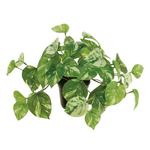 yz MAGIQ  ԍ }[u|gX |bg ϗtA tFCNO[ A[eBtBVt[ FG009015 yi A[gt[z