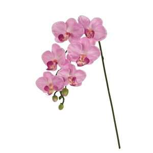 yz MAGIQ  ԍ t@m~[ CbN A[eBtBVt[ Ӓ FM009560-050 yi A[gt[z