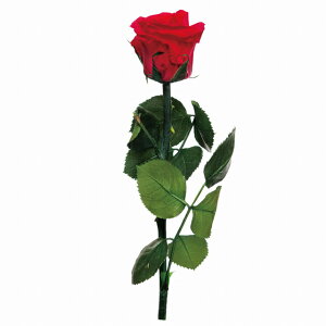 y zt[Go[ V[gXe [Y `F[bh AWg vU[uht[ FL000072-005 oyvU[uht[    o a v[g  