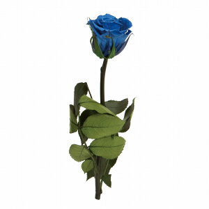 y zt[Go[ V[gXe [Y Ou[ AWg vU[uht[ FL000072-012 oyuU[ht[ j    o a v[g 