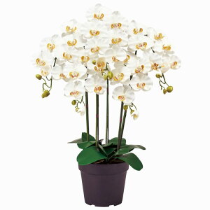 y z A[eBtBVt[()AWg Ӓ sAI[Lbh 5{ N[zCg G}H ZV006100-001 yA[gt[ JXj JƏj 