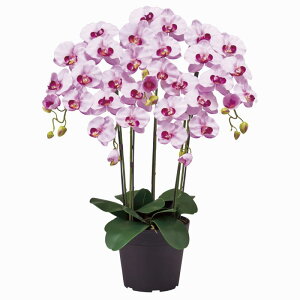 y z A[eBtBVt[()AWg Ӓ sAI[Lbh 5{ x_[ G}H ZV006100-050 yA[gt[ JXj JƏj j t