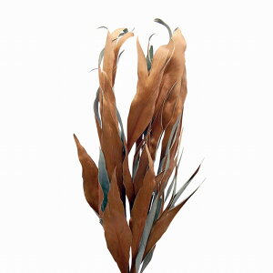 �y������ �����z�O���r���A�E�S�[���h �h���C�t�����[ �i�`������ DE017738 �y�h���C�t�����[ �ԍށz