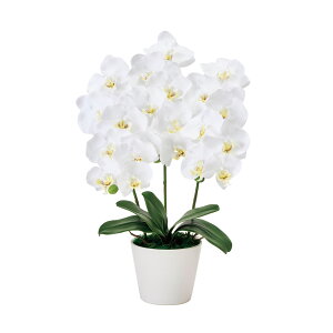 �y������ �����z�s���A�I�[�L�b�h3�{���i�s���A�t�@���m�j ZV008073 ���G�} �A�[�e�B�t�B�V�����t�����[ �A�����W�����g ���G�}���H���j�� �a���� �L�O�� �v���[���g ���� ��̓� �ސE�j�� �V