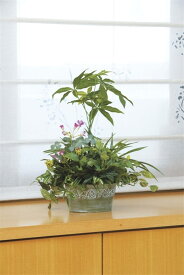 楽天市場 観葉植物 寄せ植えの通販