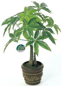 パキラ 観葉植物の人気商品 通販 価格比較 価格 Com パキラ 観葉植物の人気商品 通販 価格比較 価格 Com