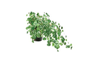 新築祝い 観葉植物 おしゃれの人気商品 通販 価格比較 価格 Com 新築祝い 観葉植物 おしゃれの人気商品 通販 価格比較 価格 Com